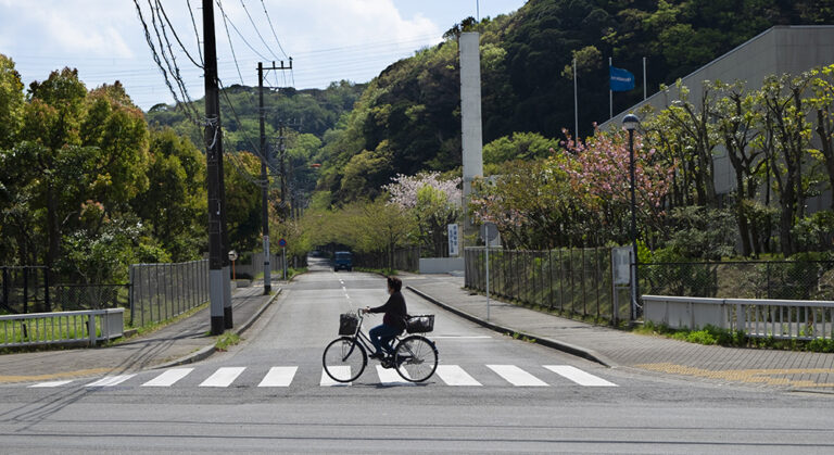 Japanese woman on bike, riding over zebra crossing. Cherry blossoms in background